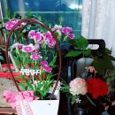 하비함미 이미지