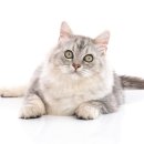 충남종합동물병원 이미지