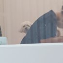 뭉구르밍 이미지