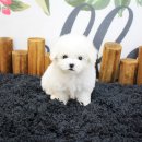 행복한강아지 이미지