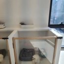 황실 애견미용 살롱 이미지