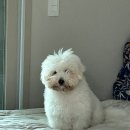 멍프리스쿨