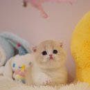 양주고양이분양 모나미네코 옥정신도시점 이미지