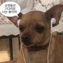 장미의거리5 이미지