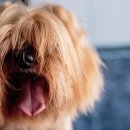 샤워하는 강아지 이미지