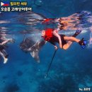세부자유여행 가족 오슬롭 고래상어투어 금지 여부 준비물 비용