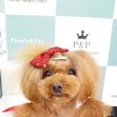 P&P동물병원 네이버블로그