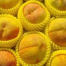 황진농장 이미지