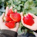 군남농장 이미지