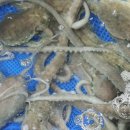 무안뻘낙지 이미지