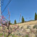 바이오농장 | 사과나무 부란병 관리 반복된다면? 부란탄바이오로 환경부터 바꿔본 현실 후기