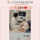 오디세이 동물심장내과 이미지