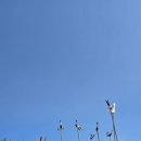 솔고개로 | [ 강원특별자치도 가볼만한곳 ] 영월 대표명소 산솔마을 솔고개소나무