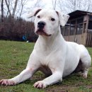 도고(DOGO) 이미지