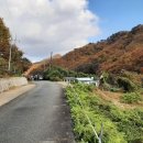 추원모차골 이미지