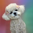 레츠개릿 이미지