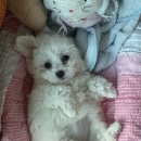 꼬망이펫샵