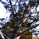 나무껍질이 회백색으로 비늘처럼 벗겨지는 소나무 백송(白松) 이미지