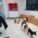 아르멍미르멍 | 호텔/다산애견호텔/남양주애견호텔] 뭐?! 1박만 해도 5% 할인에, 리뷰 나 후기 작성하면 5% 추가 할인 ?!♥