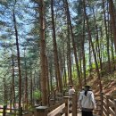 무궁화 꽃이 피었습 | 경기도 용인 꽃구경 피크닉 명소 용인농촌테마파크 &amp; 법륜사 후기 / 할아버지·할머니 성묘