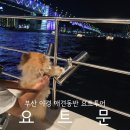 부산 해운대 광안리 데이트 야경 요트투어 요트문 애견동반 후기