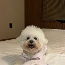 풀스테이스테이펫홍천 | [강원도 홍천군] 자쿠지, 수영장이 있는 서울 근교 홍천애견동반펜션 &#39;풀스테이 스테이펫 홍천&#39;