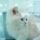 부산고양이 분양 도로시펫 이미지