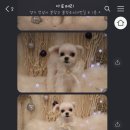 아로메리 이미지