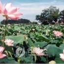 신종근의 &#39;K-리큐르&#39; 이야기…연꽃과 잎으로 빚은 술