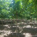 임하농장 이미지