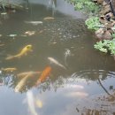 연못 울타리 넥산 카보네이트 이미지