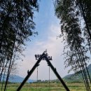 섬진강대나무숲길 이미지