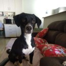 댕댕이꺼 이미지