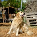 라온 동물 메디컬센터 이미지