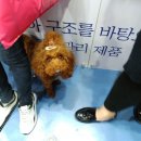 비엘덴탈 이미지