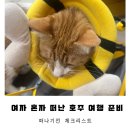 여자 혼자 호주 여행 준비 - 젯스타 지연 / 하나머니 환전 환율 / 로밍도깨비 ESIM / 멀티어댑터 / F45...