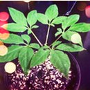 금호수산 이미지