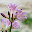 군내초교(병설) 이미지