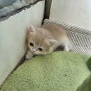 골든캣 골드브숏 골드먼치킨 평택전문점 이미지