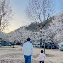 홍천 보리울캠핑장 벚꽃캠 명당