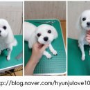 강변애견미용호텔 이미지