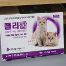 메디안약국 | 고양이 심장사상충약 / 주기 / 약국 구매