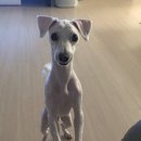 프로펫샵 이미지