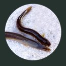 민물나라추어탕 이미지