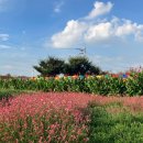 호법 코스모스길 이미지