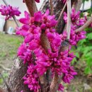 박태기나무 / Chinese Redbud 이미지