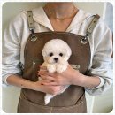 커들리 퍼피 창원강아지 분양 | 창원에서 우리집 귀염둥이 멍멍이 만난 이야기 퍼피로그 강아지분양 창원점 후기:))