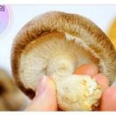 표고버섯의 뛰어난 효능 12가지 이미지