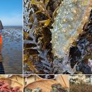 춘장대마트 이미지