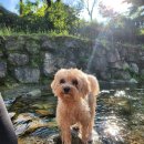 화이트펫# | 가평 오블리&amp;화이트펫 개별 테라스 애견동반 수영장 펜션 후기🐶